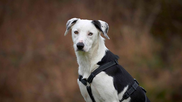 Großer Hund mit weißem Fell und schwarzen Flecken in Nahaufnahme 