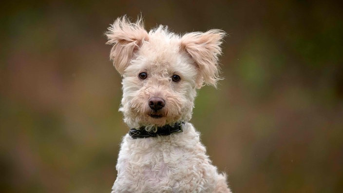 Kleiner Hund mit wuscheligem weißem Fell in Nahaufnahme 