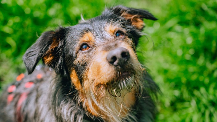 Nahaufnahme eines schwarz-braunen Hundes 