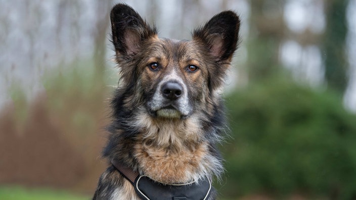 Großer schwarz-brauner Hund mit großen abstehenden Ohren