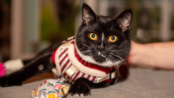 Eine schwarz-weiße Katze liegt auf einer grauen Couch 