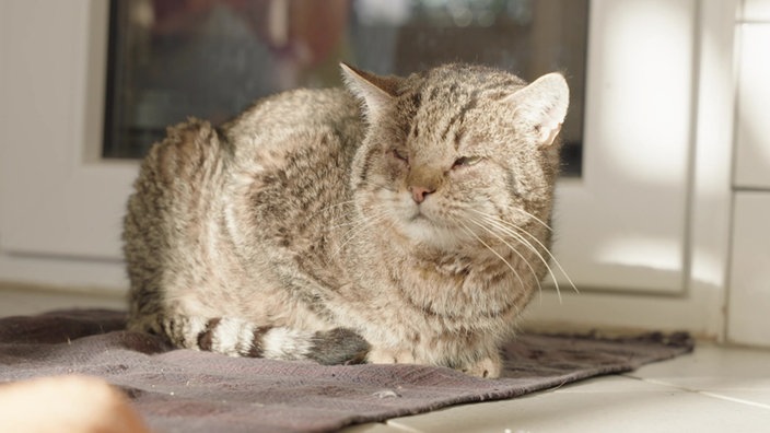 Eine grau getigerte Katze sitzt in der Sonne