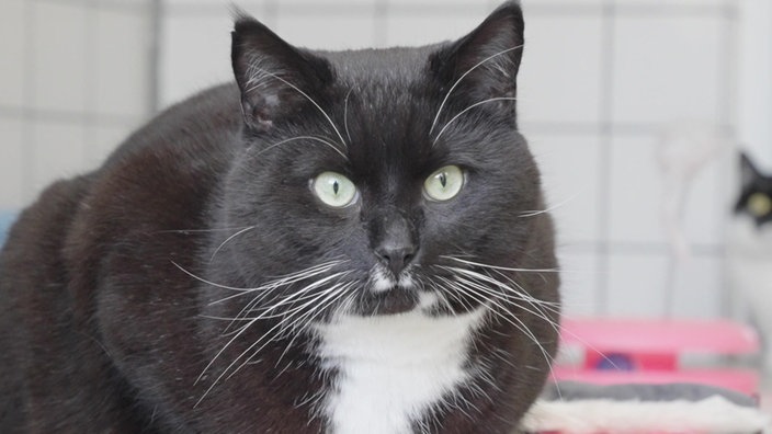 Eine schwarze Katze mit grünen Augen