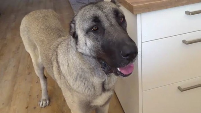 Ein großer Hund mit beige-grauem Fell steht in einer Wohnung