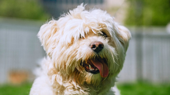 Ein kleiner weißer Hund mit wuscheligem Fell (Nahaufnahme)