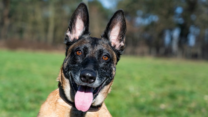 Hund mit hellbraun-schwarzem Fell und spitzen Ohren in Nahaufnahme 