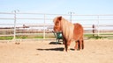 Ein hellbraunes Pony steht auf Sand in einem großen Stall