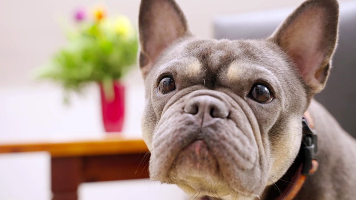 Ein kleiner hellbrauer Hund mit einem faltigen Gesicht 