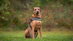 Großer brauner Hund mit einem schwarzen Geschirr sitzt auf einer Wiese