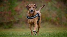 Großer brauner Hund mit einem schwarzen Geschirr rennt über eine Wiese