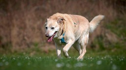 Großer Hund mit falbfarbigem Fell läuft hechelnd über eine Wiese 