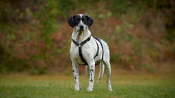 Großer weiß-gecheckter Hund mit einem schwarzen Geschirr steht auf einer Wiese