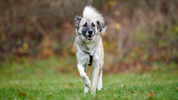 Ein Hund mit braun-weißem Fell auf einer Wiese 