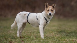 Ein weiß-brauner Hund mit schwarzem Geschirr steht seitlich auf einer Wiese