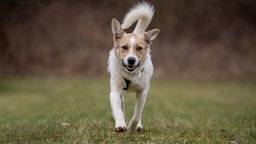 Ein braun-weißer Hund läuft auf einer Wiese 