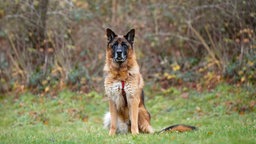 Ein Hund mit braun-schwarzem wuscheligem Fell sitzt auf einer Wiese 