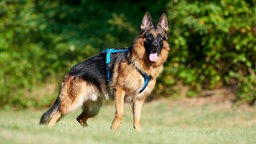 Ein großer schwarz-brauner Hund mit blauem Geschirr steht seitlich auf einer Wiese