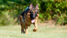 Ein großer schwarz-brauner Hund läuft hechelnd über eine Wiese