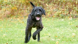 Ein Hund mit schwarzem Fell auf einer Wiese 