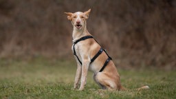 Großer braun-weißer Hund mit einem schwarzen Geschirr sitzt seitlich auf einer Wiese