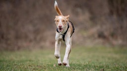 Großer braun-weißer Hund mit dunklem Geschirr läuft über eine Wiese