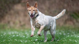 Hund mit beige-weißem Fell läuft hechelnd über eine Wiese 