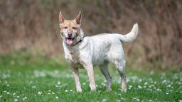 Großer Hund mit beige-weißem Fell steht hechelnd auf einer Wiese 