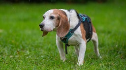 Braun-weißer Hund mit einem blauen Geschirr läuft über eine Wiese 