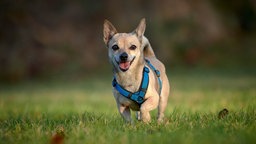 Ein kleiner brauner Hund mit blauem Geschirr steht hechelnd auf einer Wiese