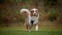 Braun-weißer Hund mit langem Fell rennt über eine Wiese