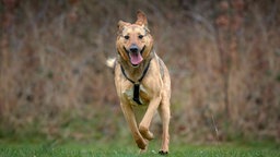 Großer Hund mit braun-schwarzem Fell läuft hechelnd über eine Wiese 