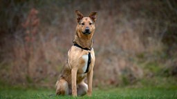 Großer Hund mit braun-schwarzem Fell sitzt auf einer Wiese und schaut in Richtung Kamera 