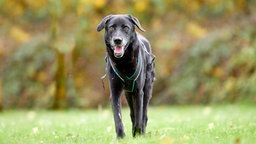 Ein Hund mit schwarzem Fell auf einer Wiese 