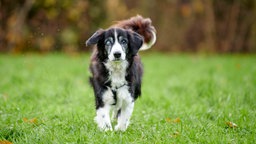 Ein Hund mit schwarz-weißem Fell und einem getrübten Auge auf einer Wiese 