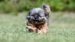 Ein kleiner grau-brauner Hund mit wuscheligem Fell läuft über eine Wiese