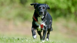 Schwarz-weißer Hund mit rotem Geschirr läuft über eine Wiese