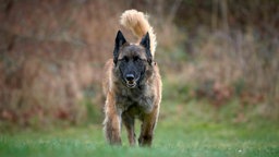 Hund mit braun-schwarzem Fell läuft über eine Wiese 