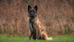 Hund mit braun-schwarzem Fell sitzt auf einer Wiese und schaut in die Kamera 