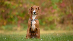 Hund mit braun-weißem Fell und Schlappohren sitzt auf einer Wiese und schaut in Richtung Kamera 