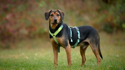 Hund mit schwarz-braunem Fell und Schlappohren steht auf einer Wiese und schaut in Richtung Kamera 