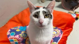 Eine weiße Katze mit getigerten Flecken sitzt auf einer roten Decke mit einem bunten Kissen 