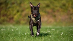 Ein Hund mit schwarzem Fell und weißem Abzeichen auf einer Wiese 