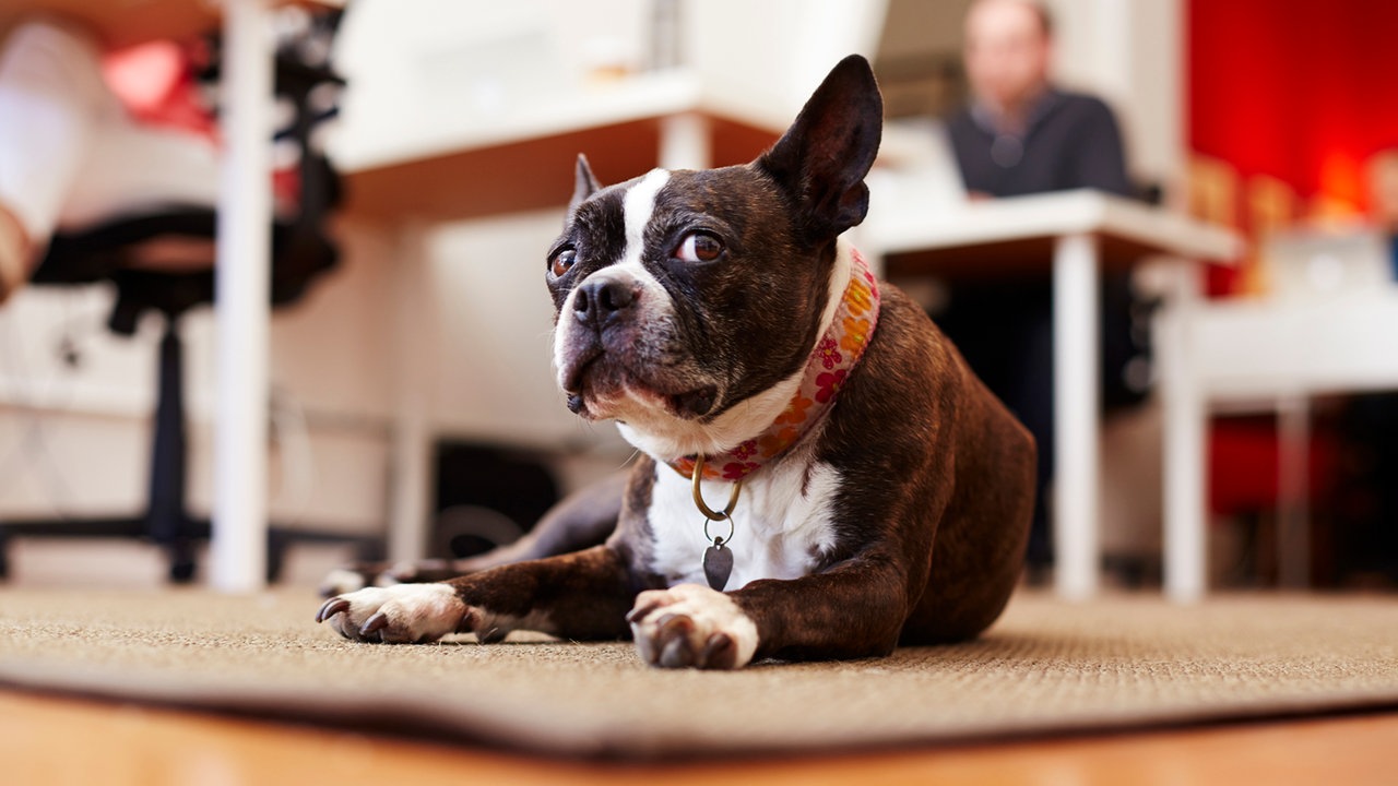 Hund im Büro