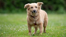 Kleiner hellbrauner Hund steht auf einer Wiese