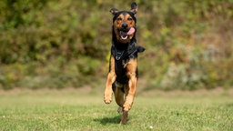 Ein großer Hund mit schwarz-braunem Fell springt hechelnd über eine Wiese 