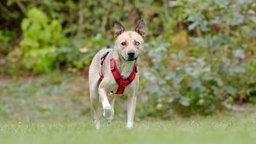 Ein Hund mit beige-grauem Fell und verschieden farbigen Augen steht auf einer Wiese 