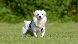 Kleiner weißer Hund mit langem Fell steht auf einer Wiese