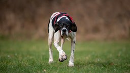 Ein großer weiß-schwarzer Hund mit einem roten Geschirr läuft über eine Wiese