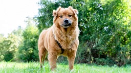 Ein Hund mit rotbraunem langem Fell steht auf einer Wiese und schaut in die Kamera