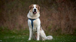 Großer Hund mit wuscheligem weiß braunem Fell sitzt auf einer Wiese 